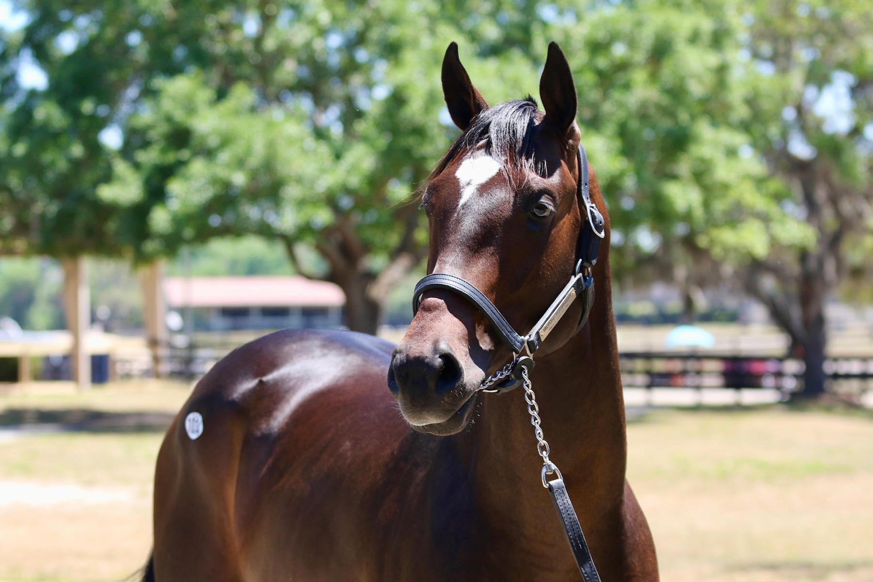 MyRacehorse