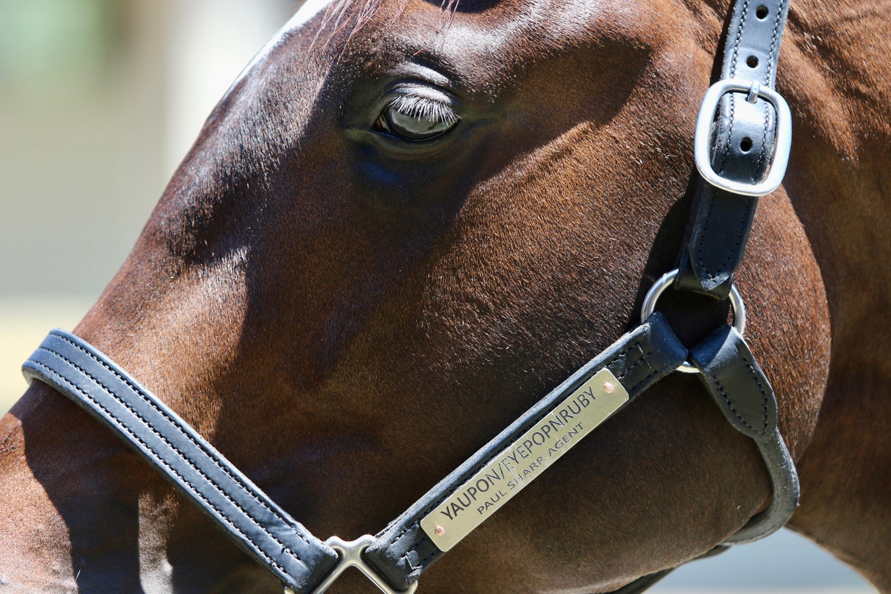 MyRacehorse