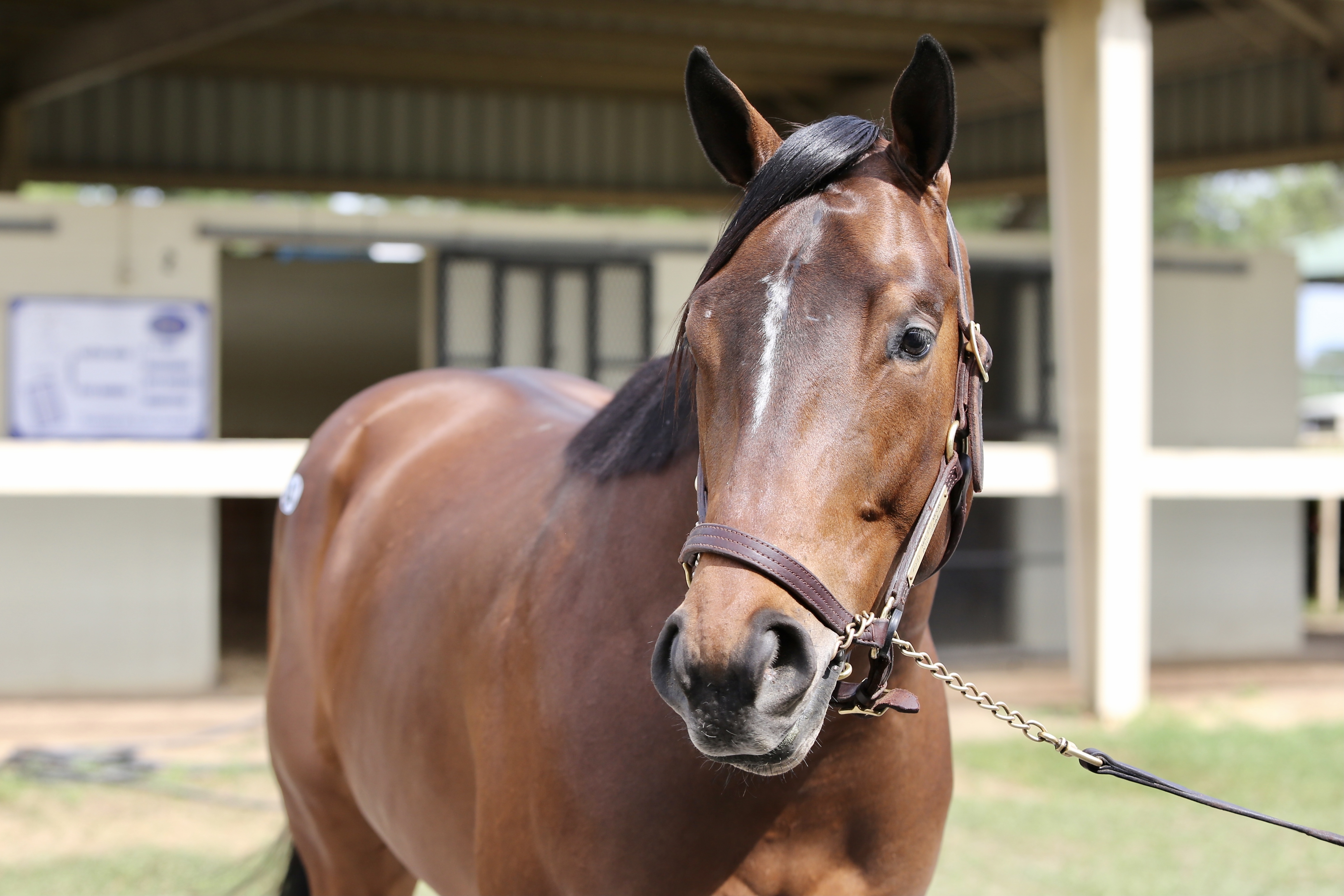 Horse Rsa 1 2 3 4
