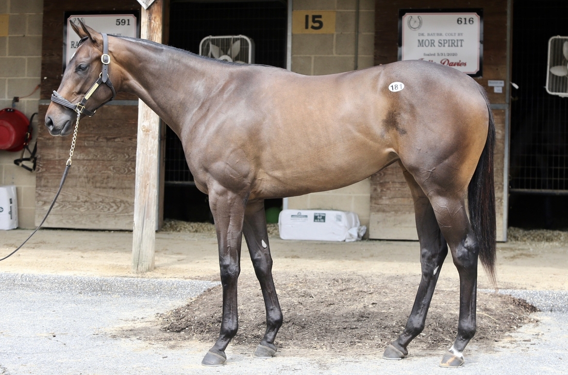 Horse Rsa OFFERING