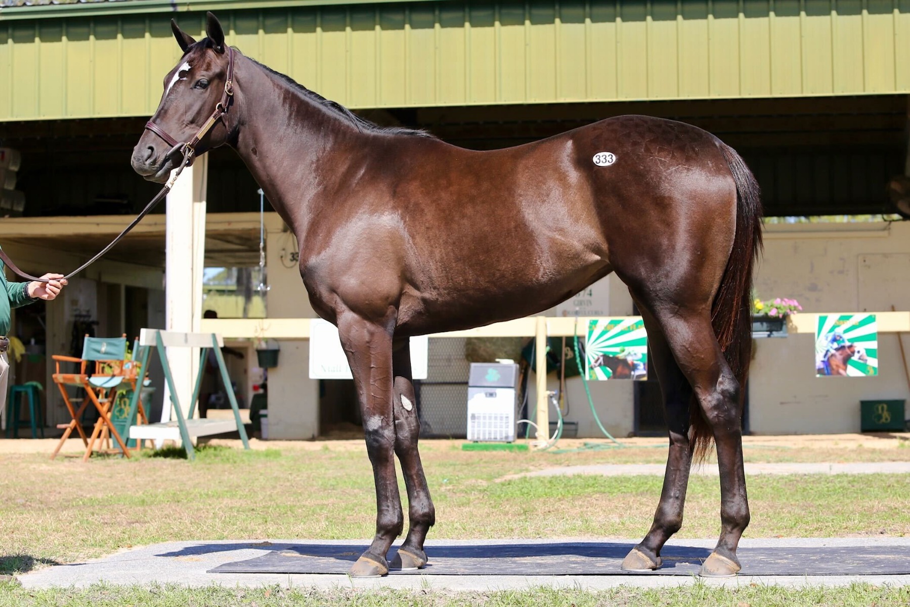 MyRacehorse