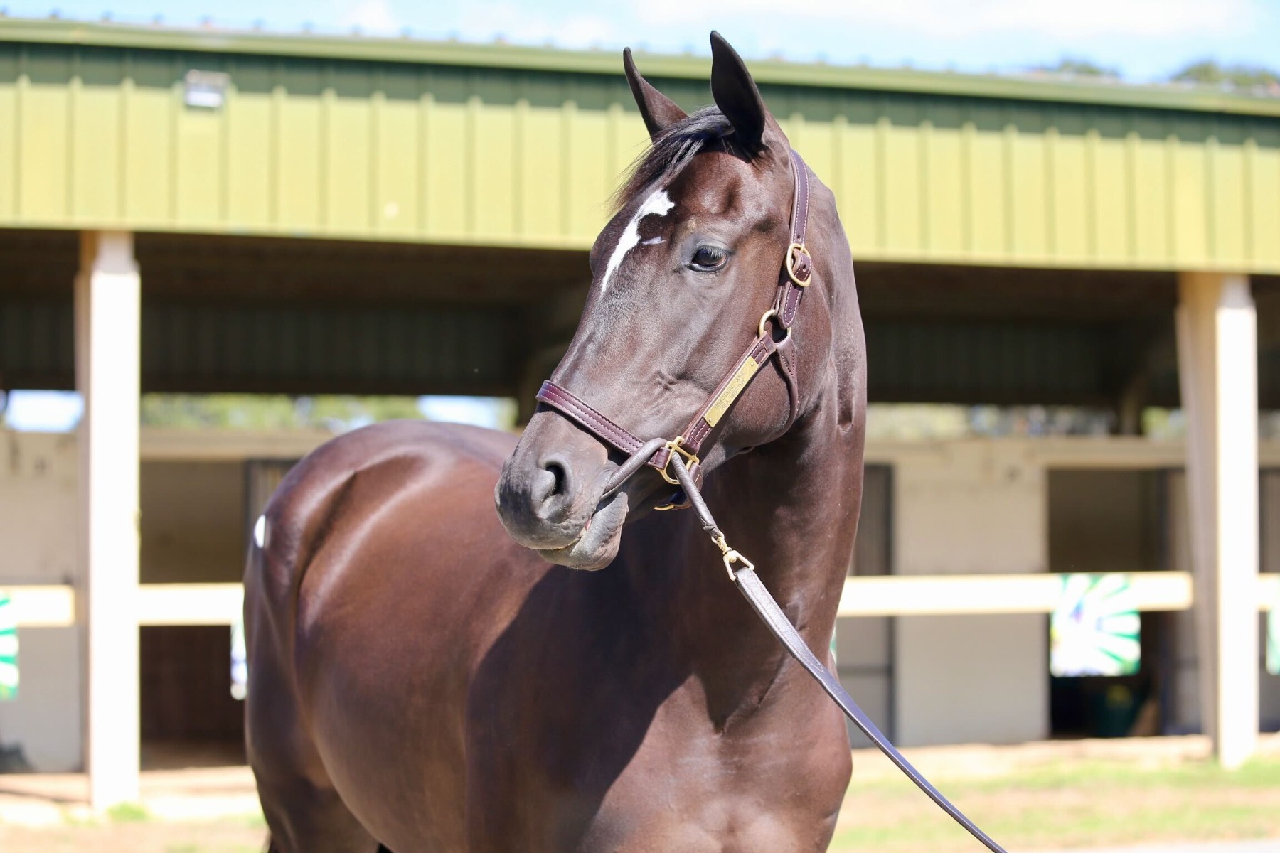MyRacehorse