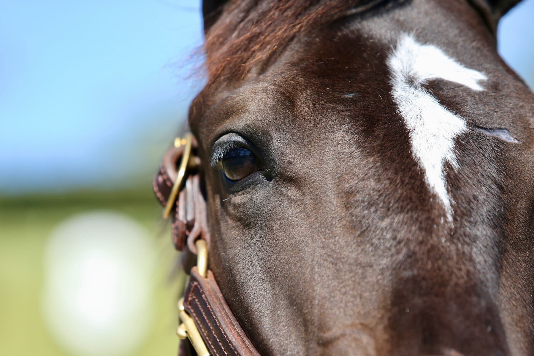 MyRacehorse