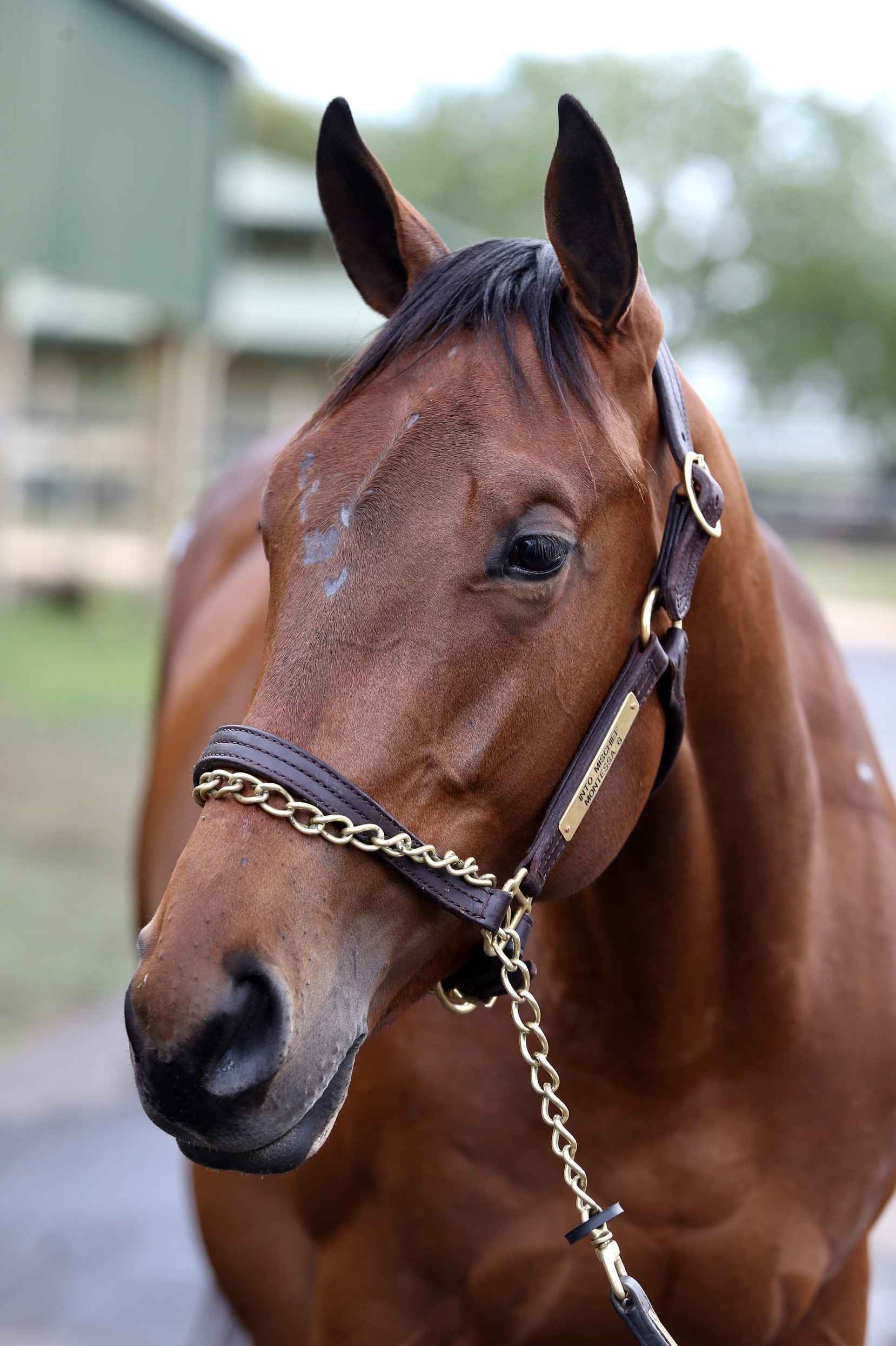 Mos Rear Horse sold out