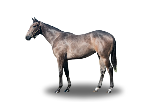 まるポン 様 ＊thoroughbred、rosy、followingday MyRacehorse