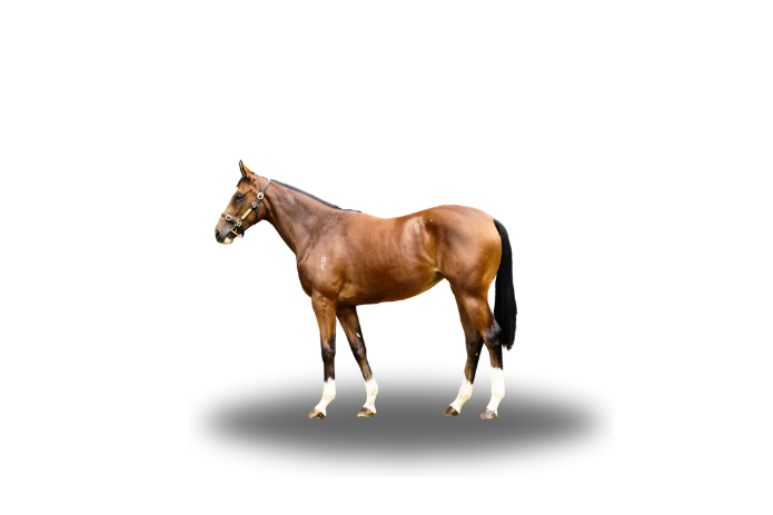 MyRacehorse