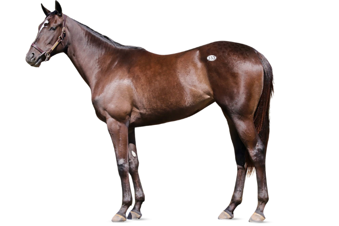 MyRacehorse