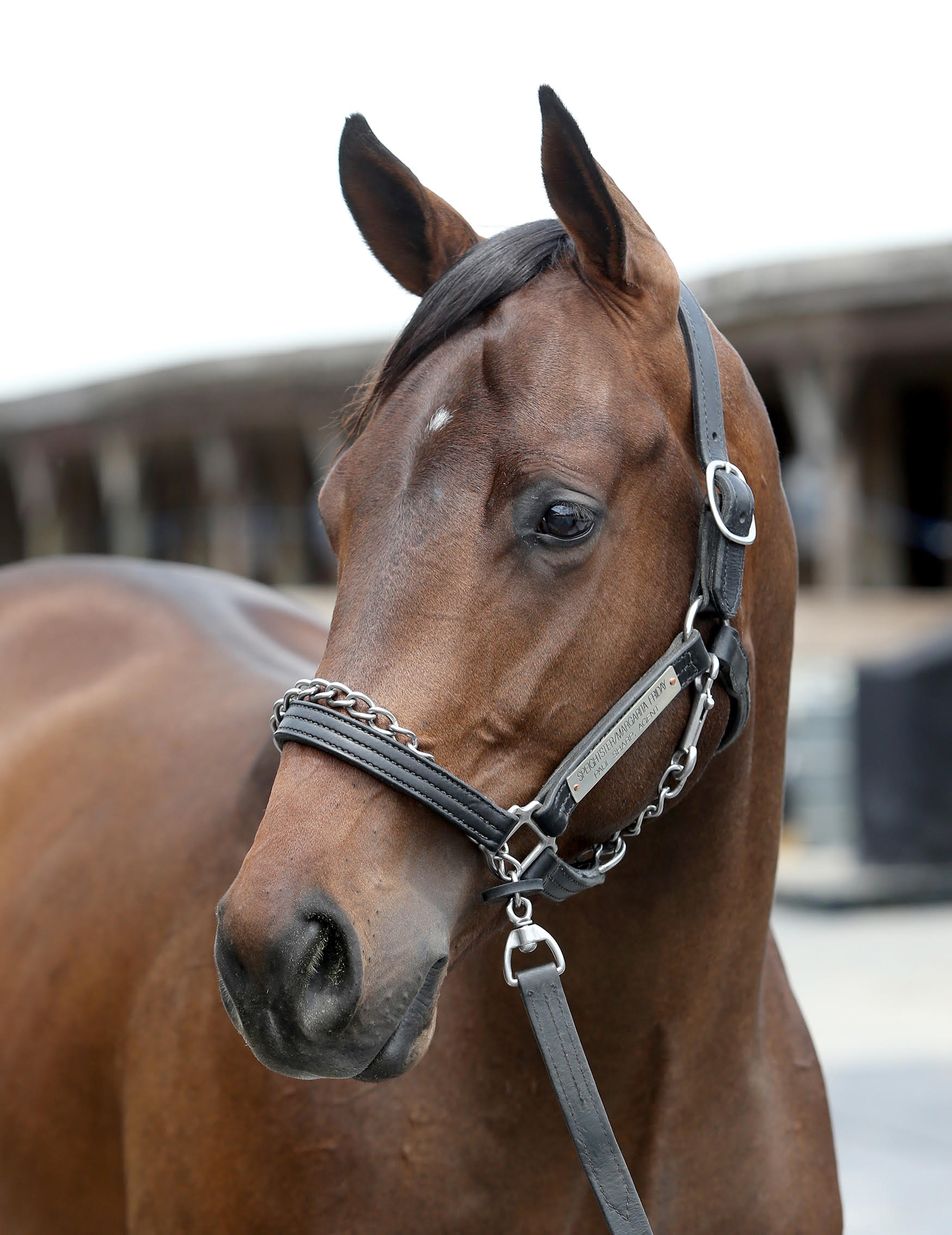 Unfixed Stallion sold out